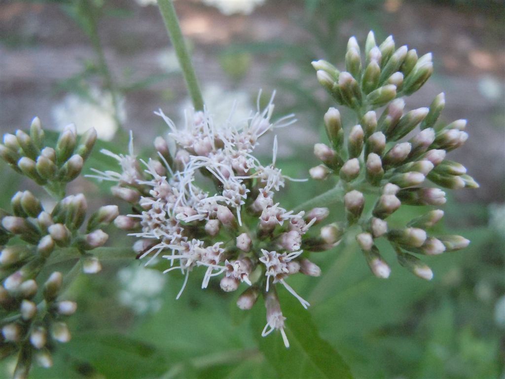 Eupatorium cannabinum